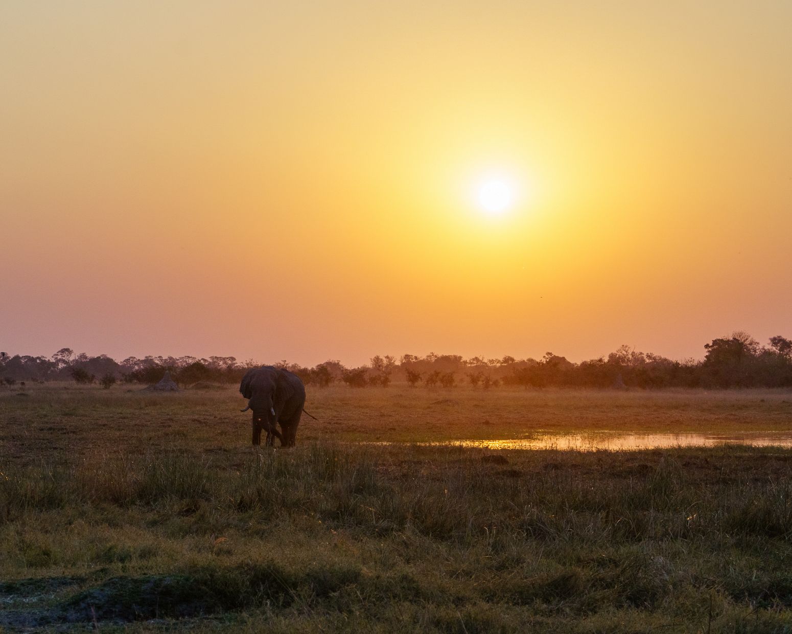 Elephant, Moremi Game Reserve, Botswana